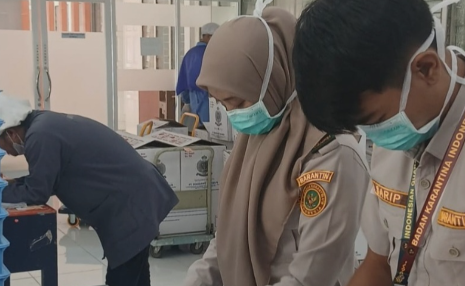 Ekspor Benih Sawit ke Peru, Sumsel Catat Kabar Baik Sektor Pertanian