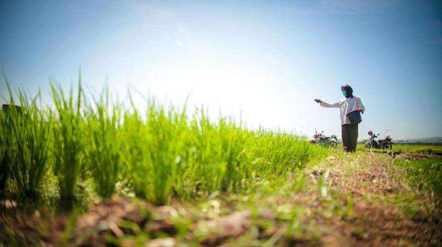 Hilirisasi Pertanian Kunci Kesejahteraan Petani  Baca artikel CNBC Indonesia "Hilirisasi Pertanian Kunci Kesejahteraan Petani"