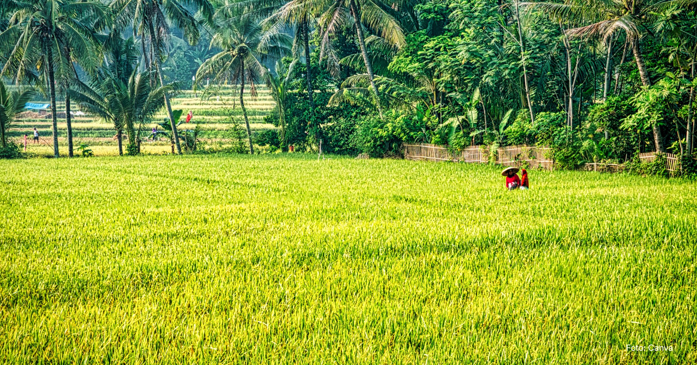 Lawan Krisis Global, Mentan Amran Tegaskan Swasembada Pangan Indonesia Harga Mati